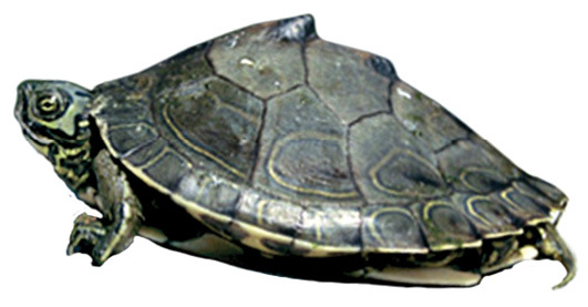 Map Turtle