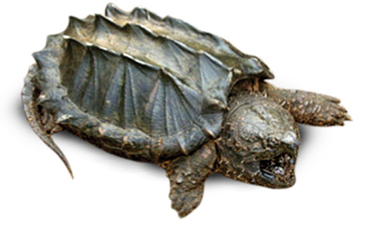 Alligator Snapping Turtle