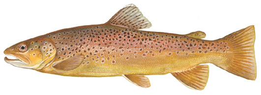 Brown Trout