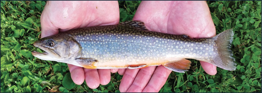 photo of a brook trout