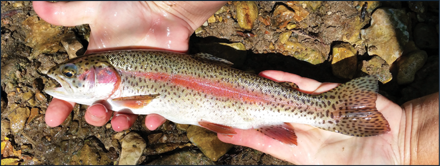photo of a rainbow trout