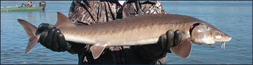 Photo of a lake sturgeon courtesy of the Missouri Department of Conservation