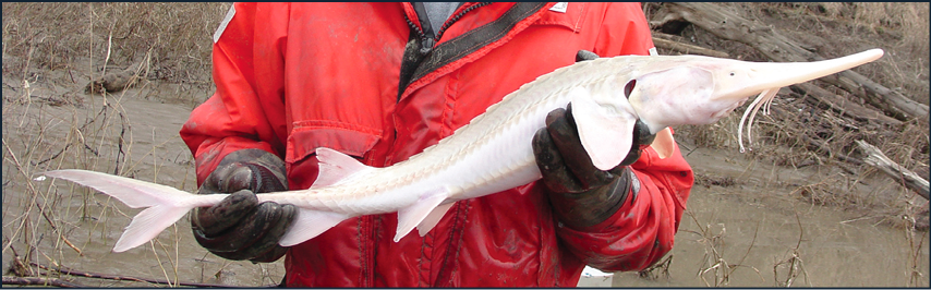 photo of a pallid sturgeon courtesy of the Missouri Department of Conservation