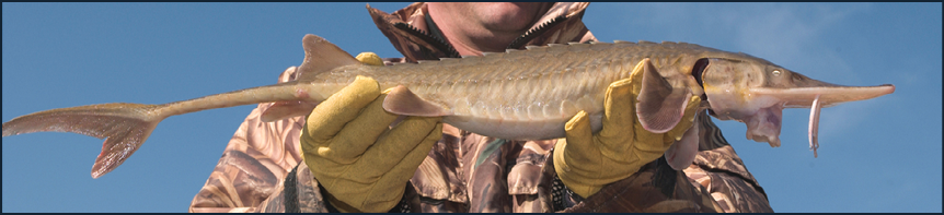 photo of a shovelnose sturgeon courtesy of the Missouri Department of Conservation