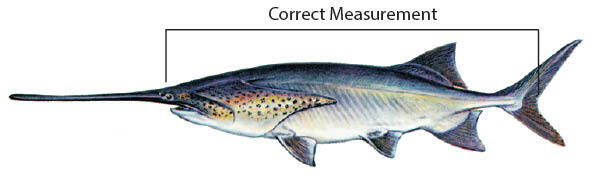 graphic of how to measure a paddlefish