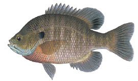 Resident Fish Identification