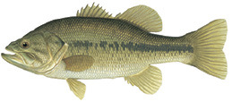 Fish Identification - Indiana Fishing