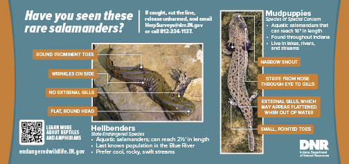 Rare Salamander Identification