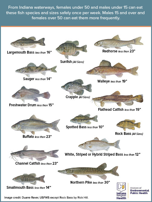 Fish Consumption Guidelines