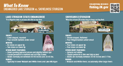 Endangered Lake Sturgeon vs. Shovelnose Sturgeon Identification