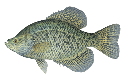 Illustration of a black crappie showing its silver-green body with dark speckled pattern and spiny dorsal fin.