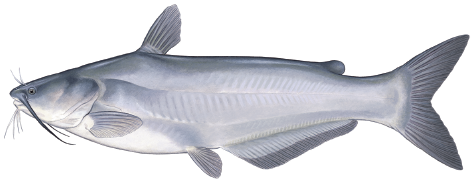 Illustration of a blue catfish showing its bluish-gray body, forked tail, smooth skin, and long whisker-like barbels.