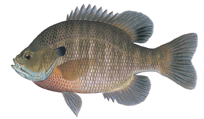 Illustration of a bluegill sunfish showing its deep body shape, dark ear flap, spiny dorsal fin, and orange breast coloring.