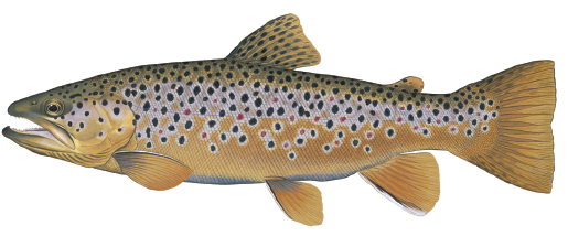 Illustration of a brown trout showing its golden-brown body with black and red spots and square-shaped tail.