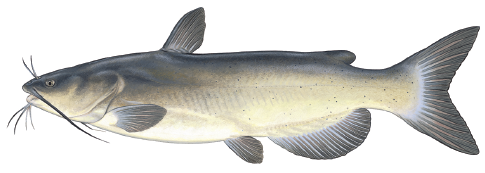 Illustration of a channel catfish showing its slender body, forked tail, smooth skin, and whisker-like barbels.