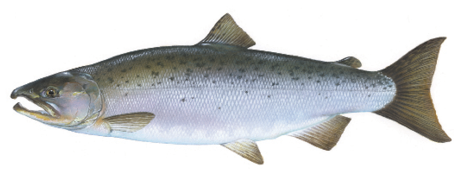 Illustration of a coho salmon showing its silver body, small black spots on the back, and slightly forked tail.