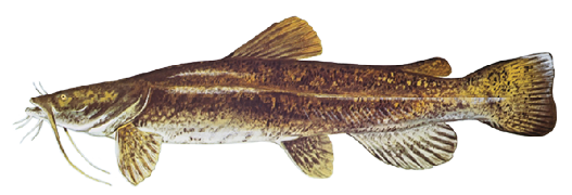 Illustration of a flathead catfish showing its broad, flattened head, mottled brown body, and whisker-like barbels.
