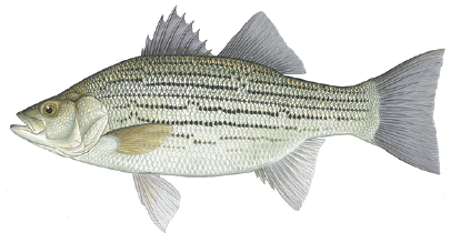 Illustration of a hybrid striped bass showing its silver body, broken horizontal stripes, and two-part dorsal fin.