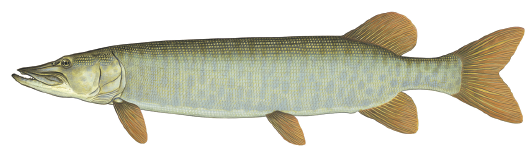 Illustration of a muskellunge showing its long, streamlined body, light vertical markings, and pointed snout.