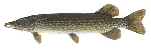 Illustration of a northern pike showing its long, torpedo-shaped body with light oval spots and duckbill-shaped snout.