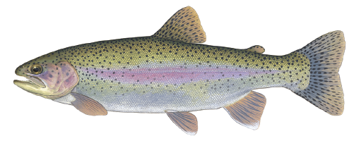 Illustration of a rainbow trout showing its silver body with a pink lateral stripe and black spots on the back and tail.