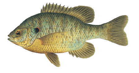 Illustration of a redear sunfish showing its deep body, olive-green coloring, and distinctive red or orange ear flap.