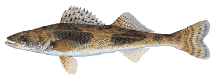 Illustration of a sauger showing its slender body, dark saddle-like markings, and spiny dorsal fin with spots.