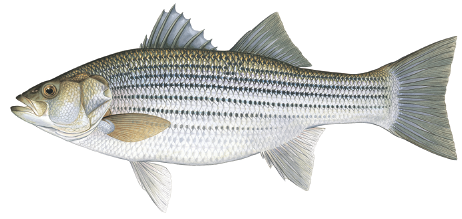 Illustration of a striped bass showing its long silver body with bold, continuous horizontal dark stripes and forked tail.