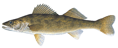 Illustration of a walleye showing its olive-gold body, white-tipped lower tail fin, and spiny dorsal fin.