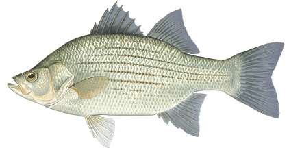 Illustration of a white bass showing its silver body with distinct horizontal stripes and spiny dorsal fin.