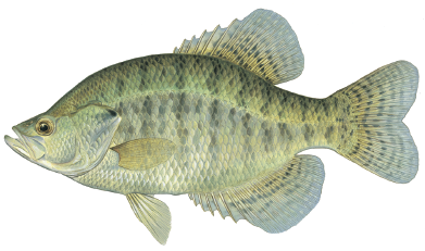 Illustration of a white crappie showing its light silver-green body with vertical bars and spiny dorsal fin.