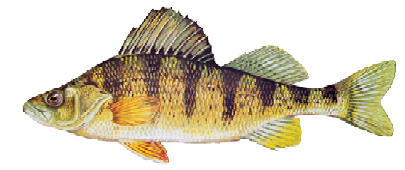 Illustration of a yellow perch showing its golden body with dark vertical bars and orange lower fins.