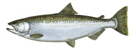 Illustration of a Chinook salmon showing its silver body, black spots on the back and tail, and slightly forked tail fin.