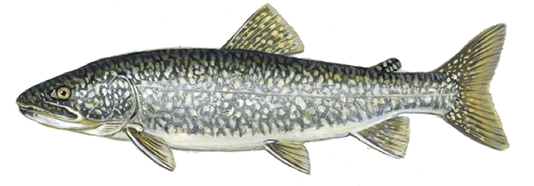 Illustration of a lake trout showing its gray body with light worm-like markings and deeply forked tail.