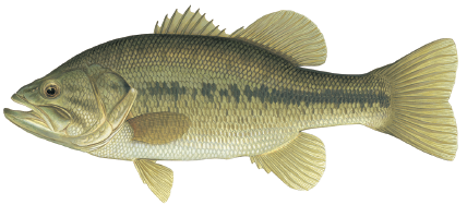 Illustration of a largemouth bass showing its green body, dark horizontal stripe, large mouth, and spiny dorsal fin.