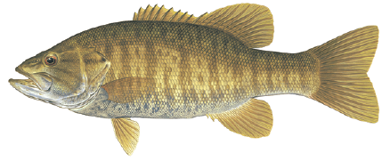 Illustration of a smallmouth bass showing its bronze body, vertical bars, and connected spiny dorsal fin.