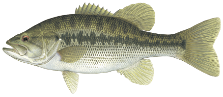 Illustration of a spotted bass showing its green body, dark broken lateral stripe, and rows of small spots below the stripe.
