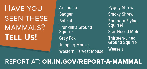 Report a Mammal graphic