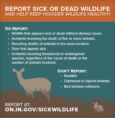 Report Sick or Dead Wildlife graphic