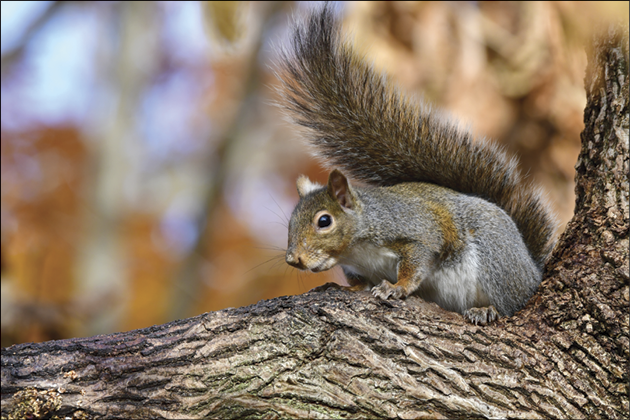 Gray Squirrel