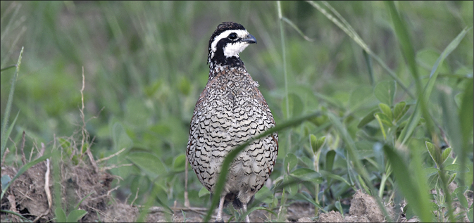A northern bobwhite quail standing alert among green grass and plants at Goose Pond Fish and Wildlife Area in Indiana, showcasing its distinctive black-and-white face markings and patterned feathers.