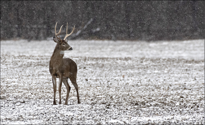 White-tailed deer in snowy field