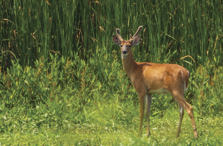 White-tailed deer in velvet