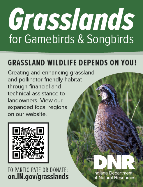Indiana DNR graphic promoting grassland conservation for gamebirds and songbirds. Features a northern bobwhite quail standing in tall grass, a QR code for more information, and text encouraging participation in grassland and pollinator habitat restoration at on.IN.gov/grasslands.