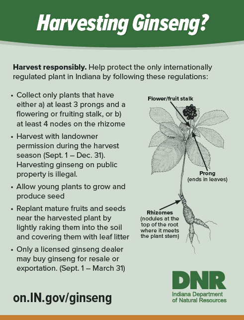 Educational graphic from the Indiana Department of Natural Resources explaining how to harvest wild ginseng responsibly. Includes illustrated parts of a ginseng plant labeled flower stalk, prong, and rhizome, along with harvest guidelines and a link to on.IN.gov/ginseng.