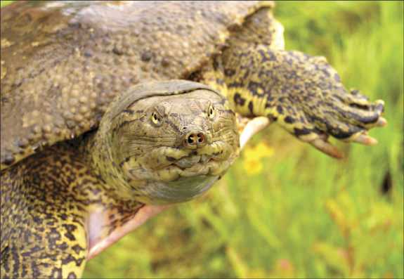 Close-up of a spiny softshell turtle in its natural wetland habitat in Indiana, showing its flat, leathery shell, spotted skin, and distinctive snorkel-like nose.