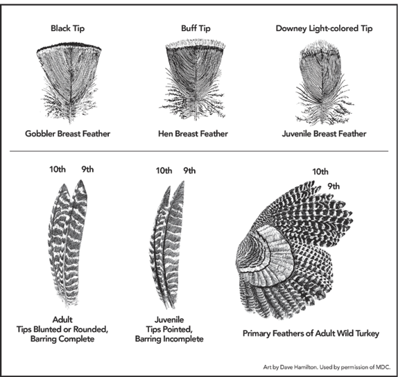 Wild Turkey Identification Diagram