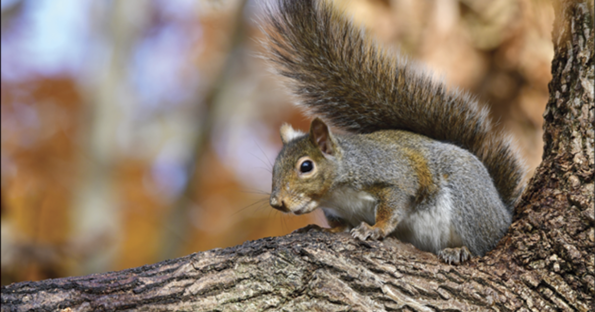 Squirrel Indiana Indiana Small Game Hunting | eRegulations