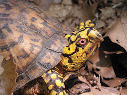 Eastern box turtle with a bright yellow and brown patterned shell and red eyes resting among dry leaves on the forest floor in Indiana.