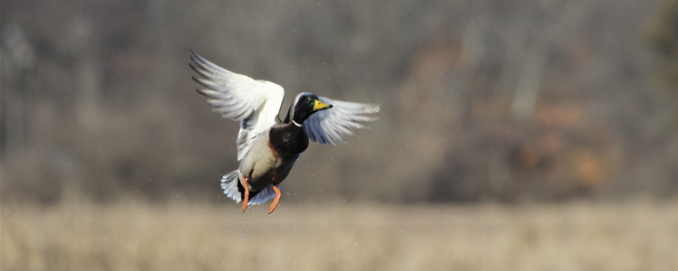 Mallard duck